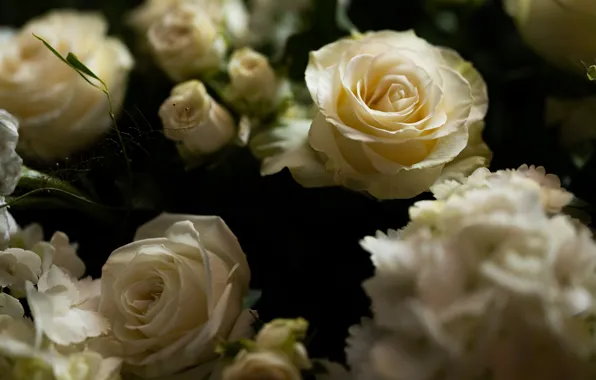 Picture flowers, the dark background, roses, bouquet, white, buds, bokeh, hydrangea