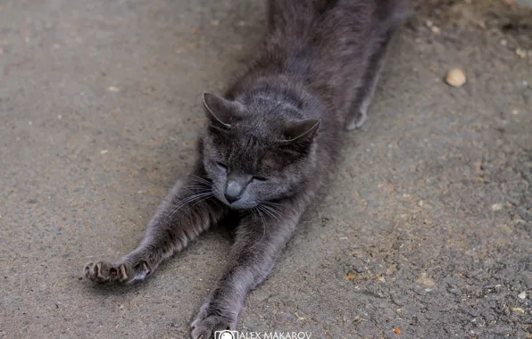 Picture cat, grey, potyagushki