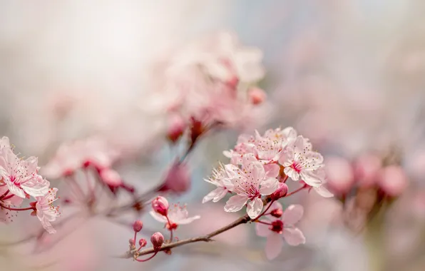 Picture flowers, branches, cherry, blur, spring, pink, flowering, gently, bokeh