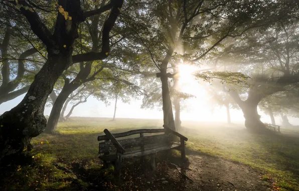 Picture light, Park, bench