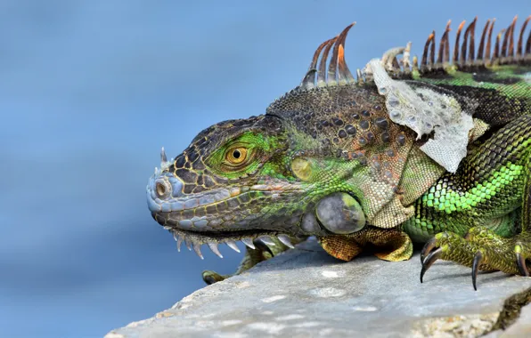 Picture look, stone, leather, iguana, blue background, reptile