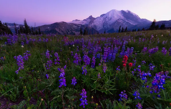 Picture flowers, mountains, lilac, lupins