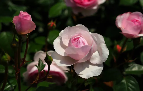 Picture flower, leaves, the dark background, pink, rose, garden, Bud, white, rose Bush
