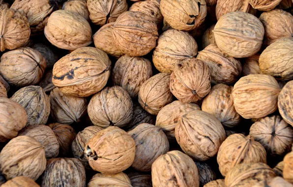 Picture food, walnut, agriculture