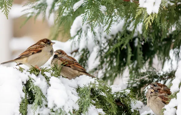 Picture winter, snow, birds, branches, tree, winter, snow, birds, sparrows, sparrows, fir tree