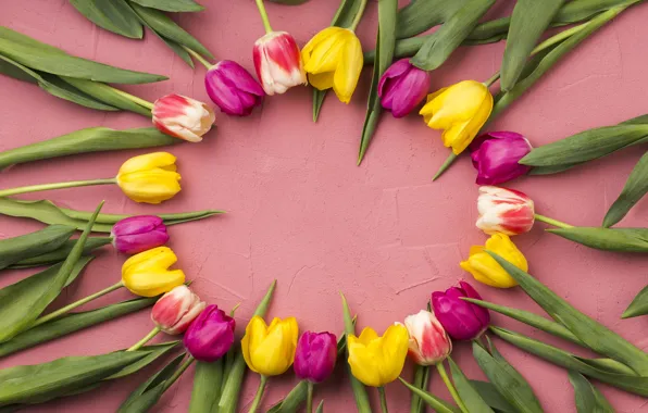 Picture flowers, tulips, pink, yellow, pink, flowers, tulips