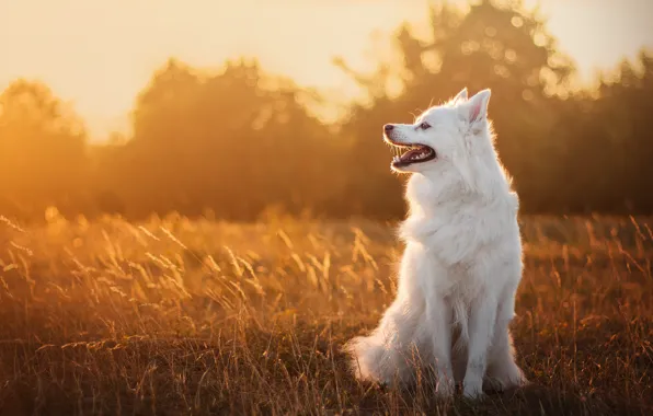 Picture field, language, look, light, sunset, nature, dog, spikelets, white, face, sitting, Spitz