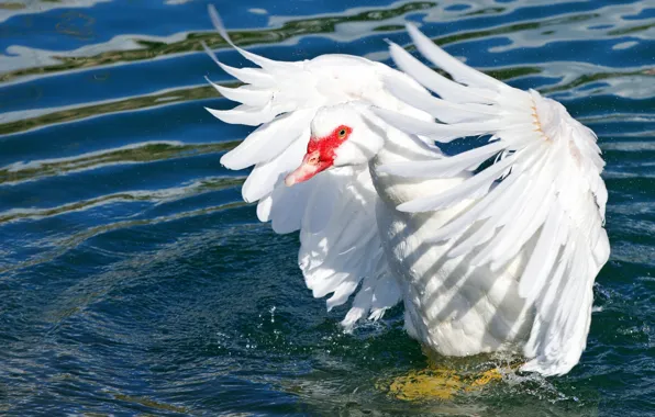 Picture white, water, light, bird, feathers, pond, goose, circles on the water, flap
