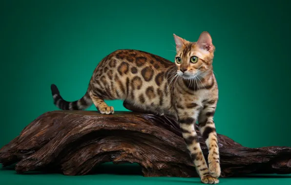 Picture cat, cat, look, pose, tree, grace, snag, face, green background, Studio, Bengal