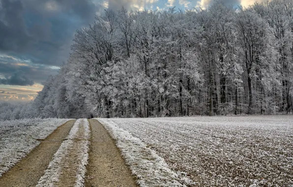 Picture winter, road, forest, frost
