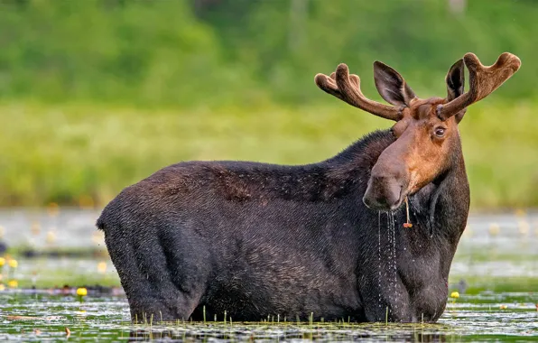 Picture water, nature, horns, moose