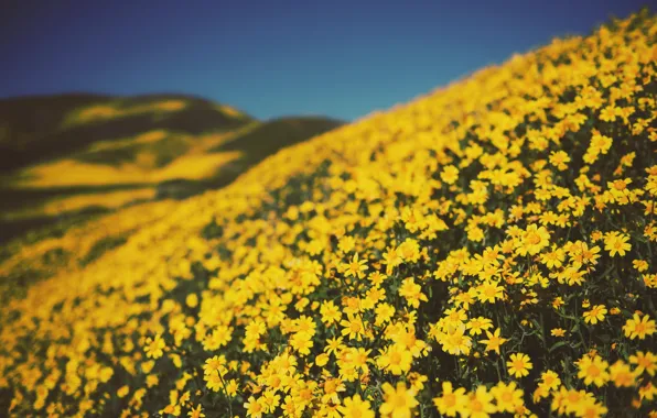 Picture Flowers, Nature, Field, Yellow, Plant, Plants, Nature, Flowers, Flora, Plants, Flora, Plant, Hillside, by Tim …