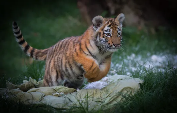 Picture grass, look, pose, feathers, pillow, tiger