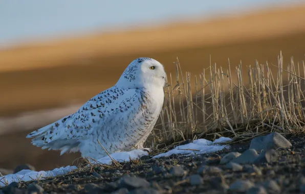 Picture snow, nature, owl, bird, white, dry grass, snowy owl
