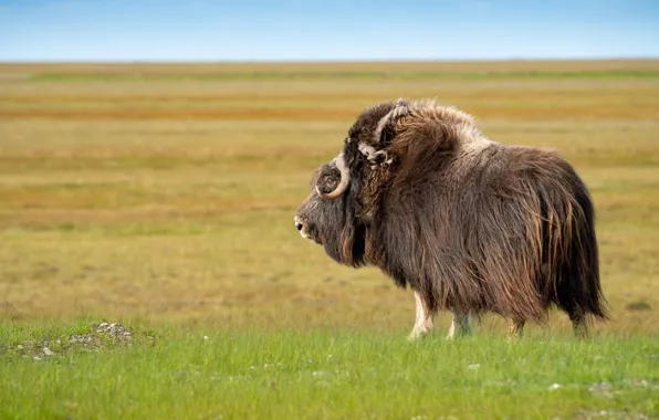 Picture field, grass, look, wool, hairy, horns, brown, huge, bull, musk ox