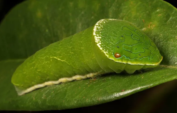 Picture caterpillar, sheet, green