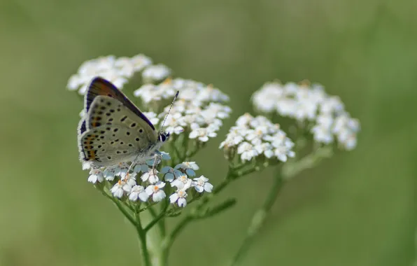 Picture summer, macro, flowers, butterfly, Polyommatus Icarus