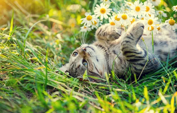 Picture cat, summer, cat, look, flowers, pose, glade, chamomile, bouquet, lies, face, striped