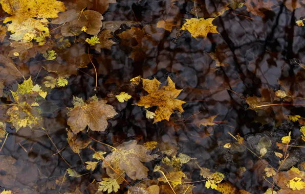 Picture leaves, Autumn, puddle