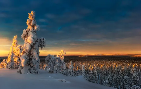Picture winter, forest, the sky, light, snow, dawn, view, dal, morning, ate