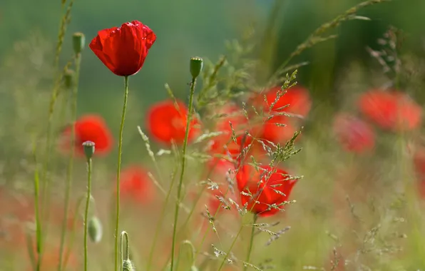 Picture summer, flowers, Maki, blur, red, green background, stems
