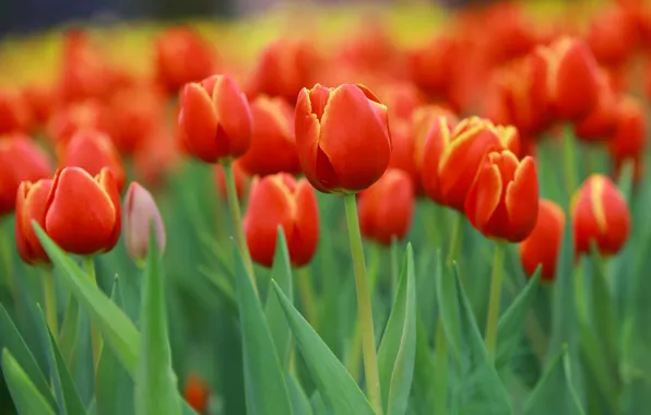 Picture flowers, blur, spring, tulips, red, buds, flowerbed, bokeh