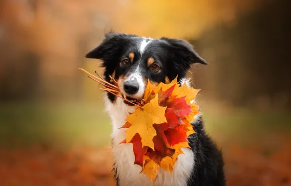 Picture autumn, face, leaves, dog, maple leaves, bokeh, Ekaterina Kikot, Boder collie