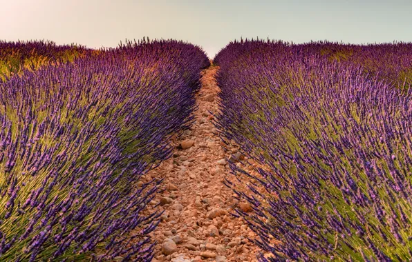 Picture field, summer, the sky, flowers, nature, stones, France, track, path, a lot, lavender, lilac, plantation, …
