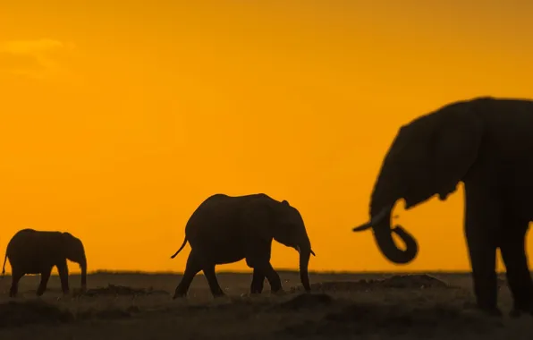 Picture glow, Africa, elephants, the herd