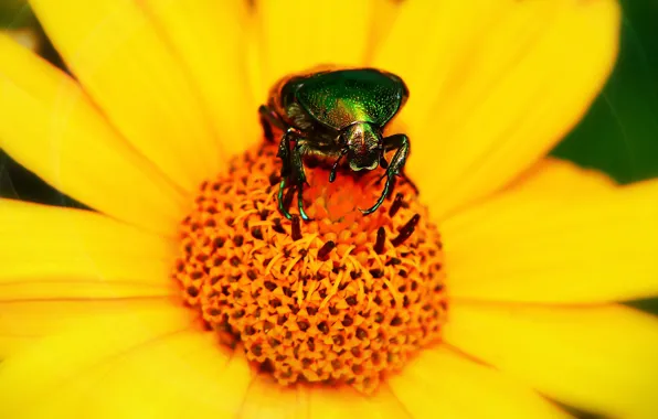 Picture flower, summer, macro, yellow, green, background, beetle, petals, insect, brilliant, brantovka, brantovka Golden