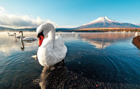 Picture swan, sunset, mountain, lake, snow, dawn