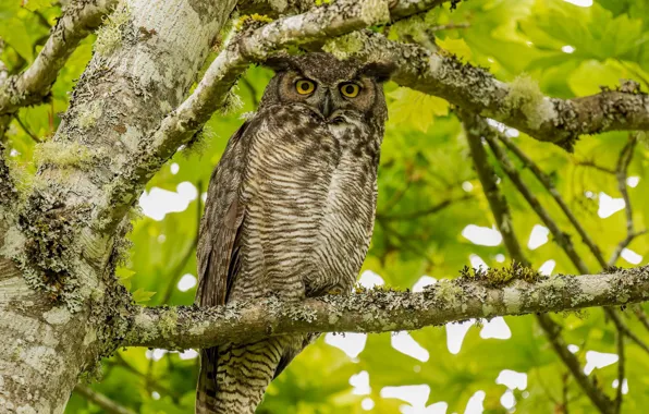 Picture owl, green foliage, sitting on a branch