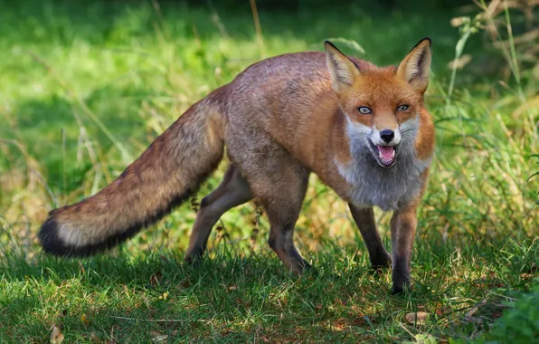 Picture language, grass, look, nature, Fox, red