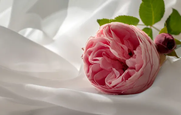 Picture flower, pink, rose, fabric, light background