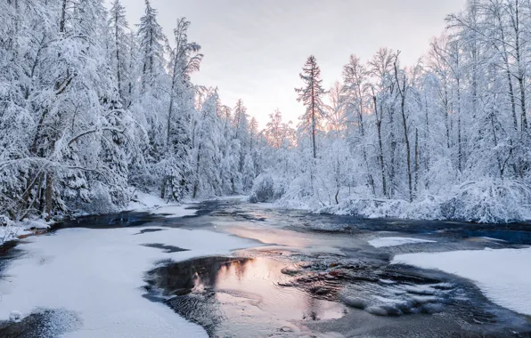 Picture winter, forest, water, snow, nature