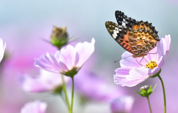 Picture macro, flowers, butterfly, insect, pink, cosmos