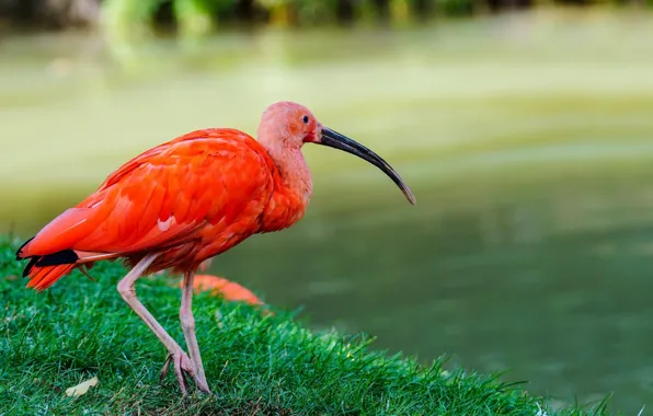Picture nature, bird, red ibis