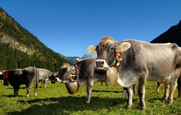 Picture Austria, cows, Tyrol, долина Таннхаймер Таль