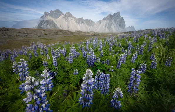 Picture field, flowers, mountains, lilac, lupins
