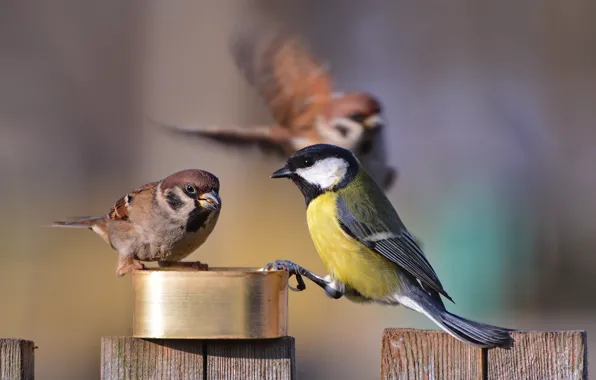 Picture birds, Sparrow, tit, feeder