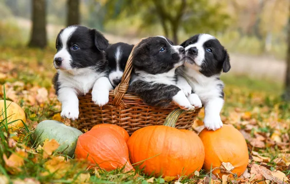 Picture autumn, dogs, grass, look, nature, pose, Park, together, glade, foliage, dog, garden, puppies, pumpkin, puppy, …