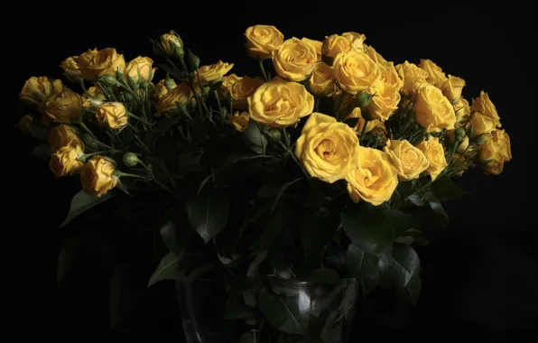 Picture roses, bouquet, buds, the dark background, yellow roses