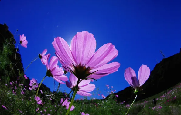 Picture flowers, blue sky, kosmeya