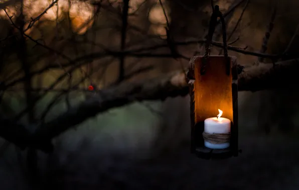 Picture night, branches, tree, candle