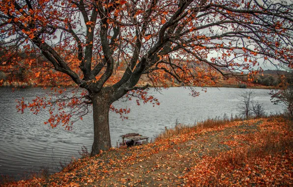 Picture autumn, landscape, nature, river, tree, Bank