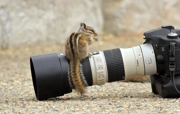 Picture the camera, lens, Chipmunk, curiosity