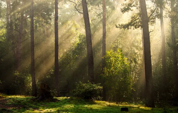 Picture greens, forest, summer, the sun, rays, light, fog, trunks, pine, the bushes