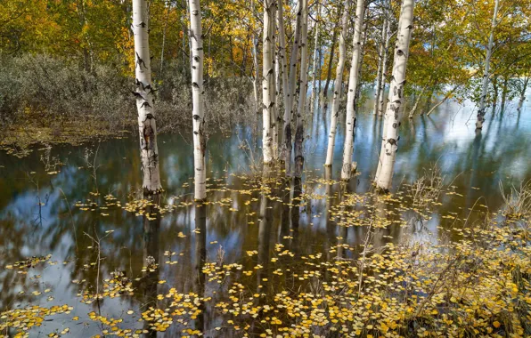 Picture autumn, river, birch