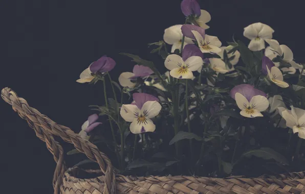 Picture flowers, basket, Pansy