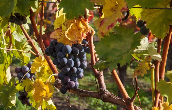 Picture autumn, harvest, grapes, bunch, vine
